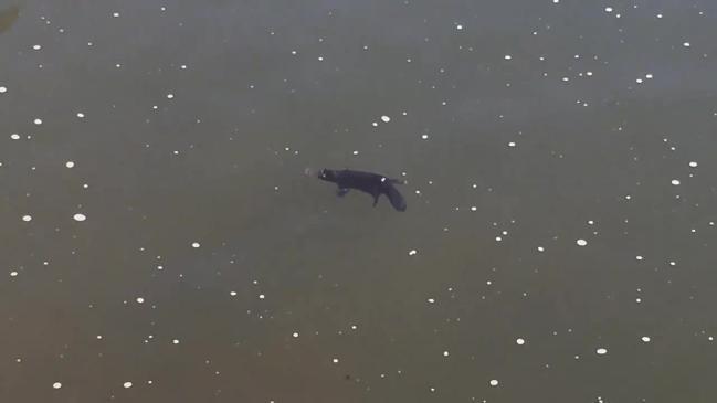 Platypus spotted in Nepean River near Camden