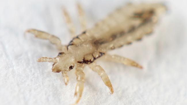 A head louse under the microscope.