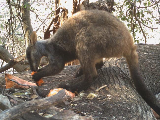 A brush-tailed rock wallaby enjoys the vegetables.