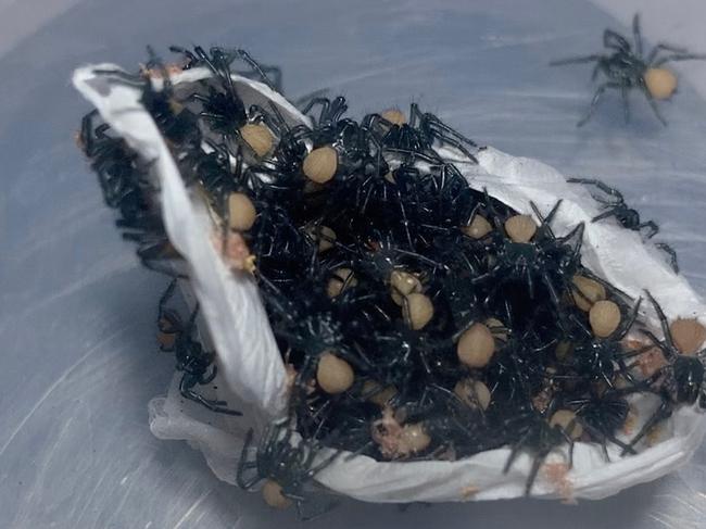 The Australian Reptile Park recently opened the first Funnel-web spider egg sac bred in captivity.