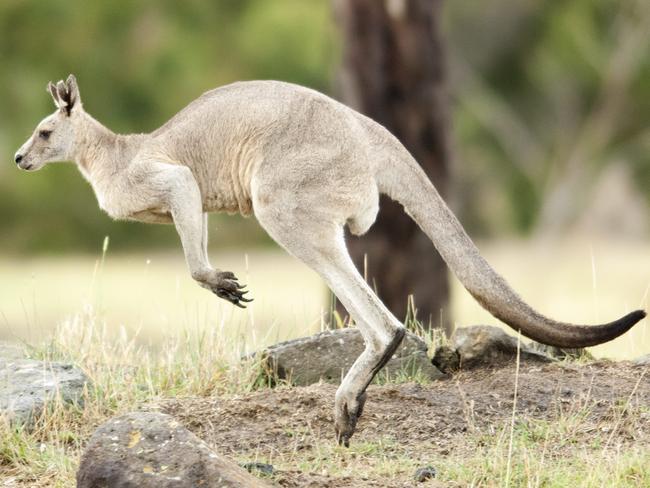 Outer suburbs in Whittlesea are listed as the most dangerous for kangaroos such as this boomer, pictured near Mernda.