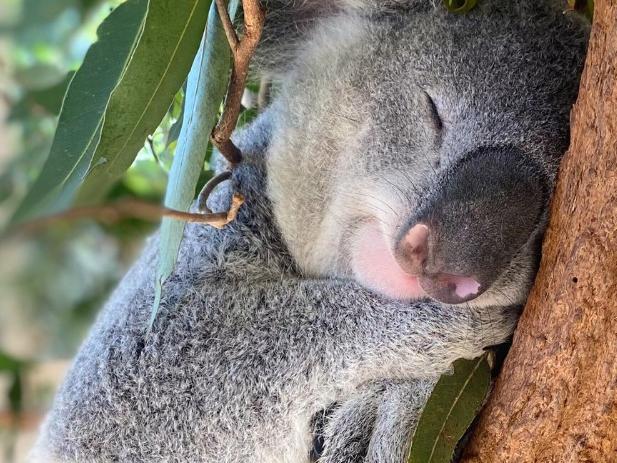 Lone Pine Koala Sanctuary was established in 1927. Now home to 100 koalas. Picture: Lone Pine Koala Sanctuary