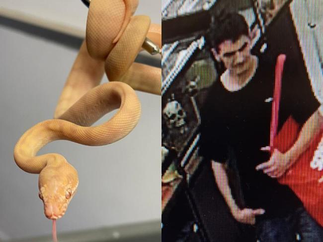 The baby snake missing from PETstock Sefton Park and a man caught on CCTV. Pictures: Supplied