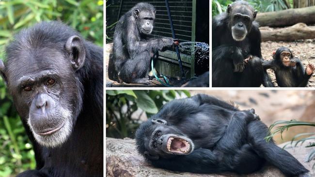 Holly the chimpanzee sadly passed away on December 7, 2022.