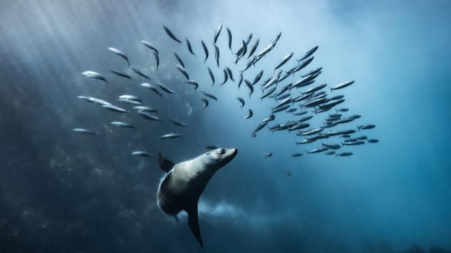 Following playful fur seals in Fortescue Bay has left reef ecology Associate Professor Scott Ling in wonder, after capturing a Ã¢â¬ËluckyÃ¢â¬â¢ shot. Picture: Scott Ling