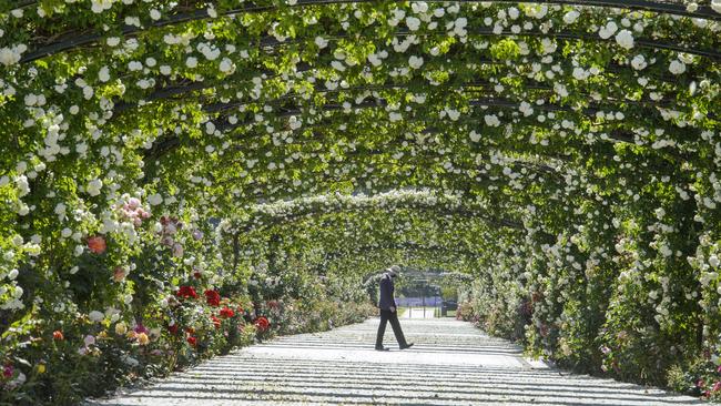 A man walks alone in Flemington. Picture: Jay Town