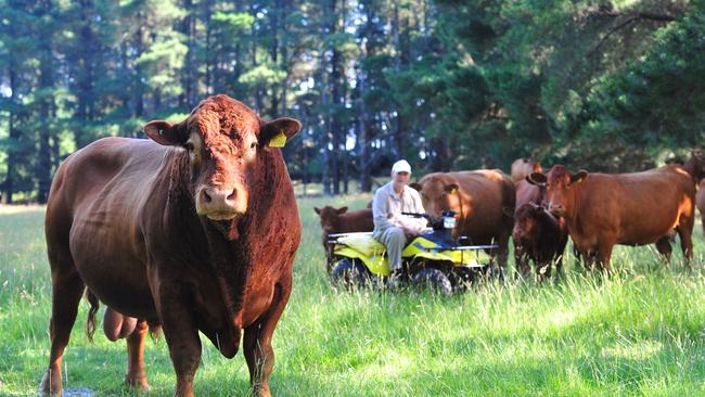 The South Devon cattle breed is among those with declining registrations.