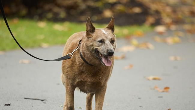 Million Paws Walk in the Adelaide Botanic Gardens, Sunday, May 28, 2023. Picture: Matt Loxton