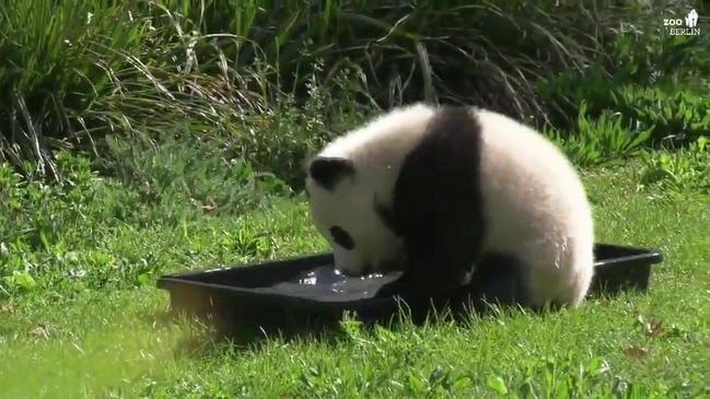 Cub in a Tub! Baby Panda Splashes Around at Berlin Zoo | The Advertiser