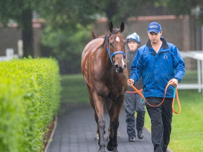 Trent Edmonds with Gold Coast horse Houtzen in England. Picture: TWITTER