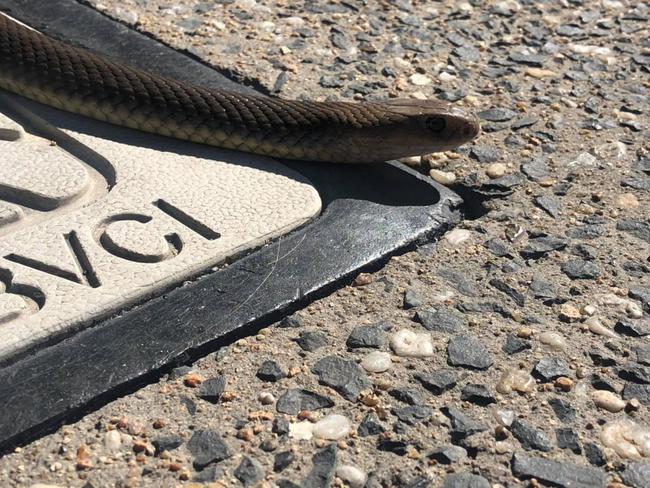 The highly venomous eastern brown snake Jamie Chapel caught in Townsville's CBD. Picture: Jamie Chapel