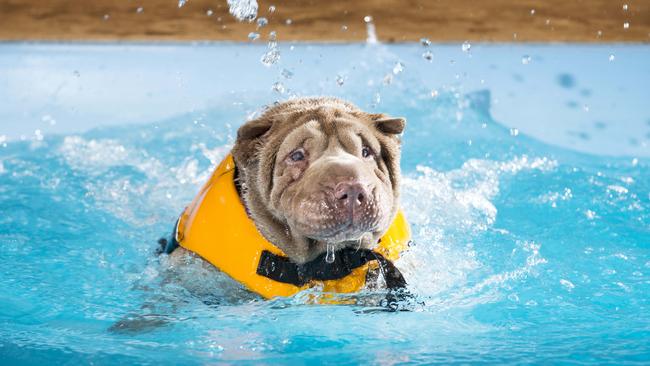 Fuchsia, a rescued shar pei, enjoys a swim in the specialised dog pool at Aqua Paws in Sommerville. Picture: Eugene Hyland