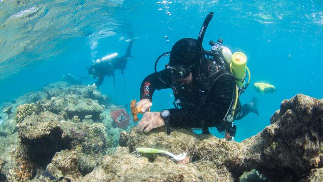 Russell Hosp coral planting on the Great Barrier Reef. Picture: Passions of Paradise