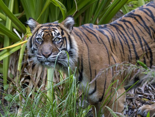 Less than 400 Sumatran Tigers remain in existence. Picture: Adrian Mann/Zoos SA