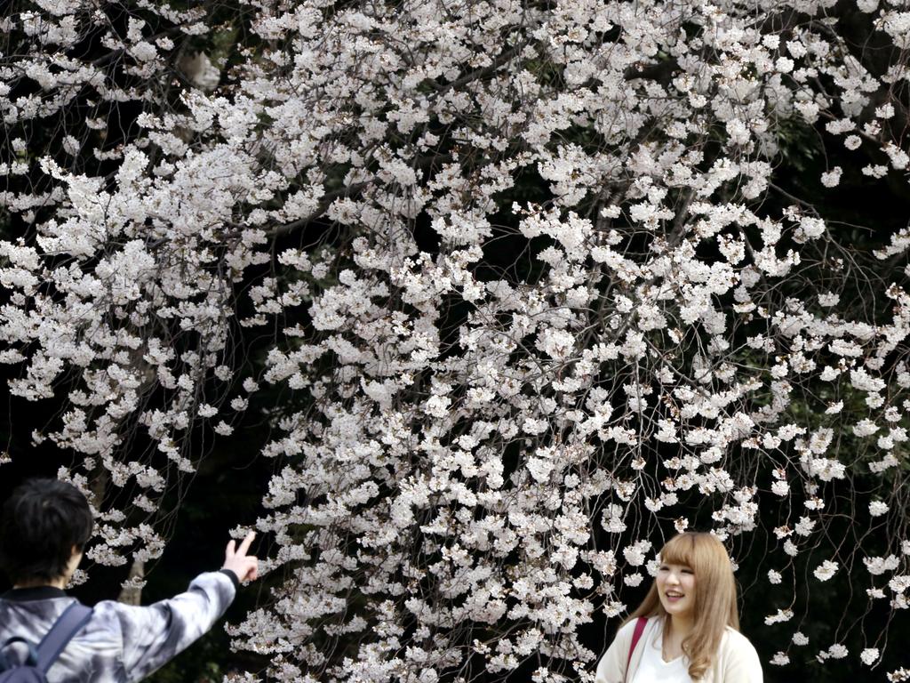 Visitors gather for flower viewing at Shinjuku Gyoen national garden in Tokyo, as cherry blossom flowers are at full bloom Monday, March 26, 2018. Japan warms up for the spring season. These flowers only last about a week but people are flocking to hot spots throughout Japan to enjoy the scenic sights. Picture: AP