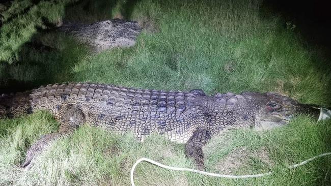 A 3.8m estuarine crocodile was removed from a creek near Mackay last year.