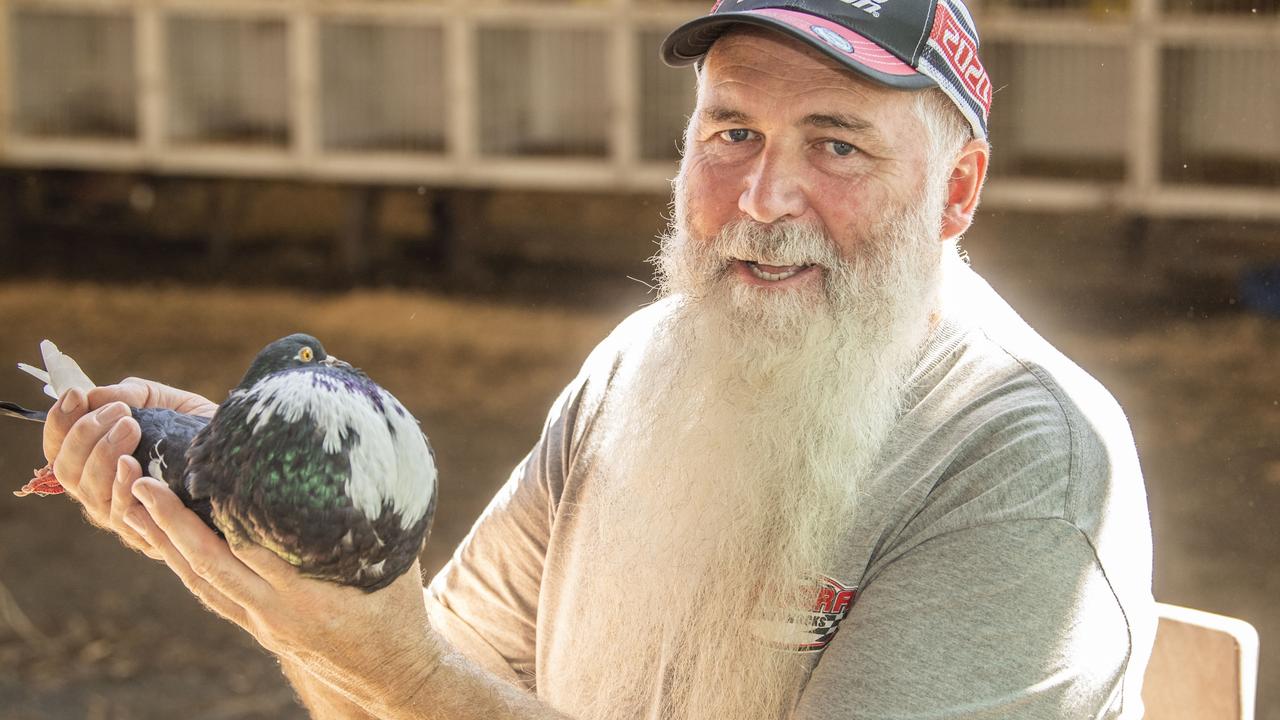 Shayne Lau with his Norwich Cropper, named Champion Pigeon. Picture: Nev Madsen.