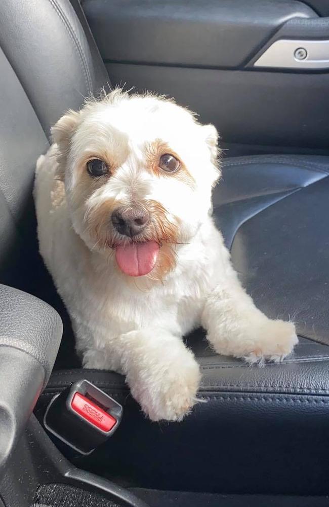 Daisy the bichon-poodle cross. Picture: Alyssa Logiudice