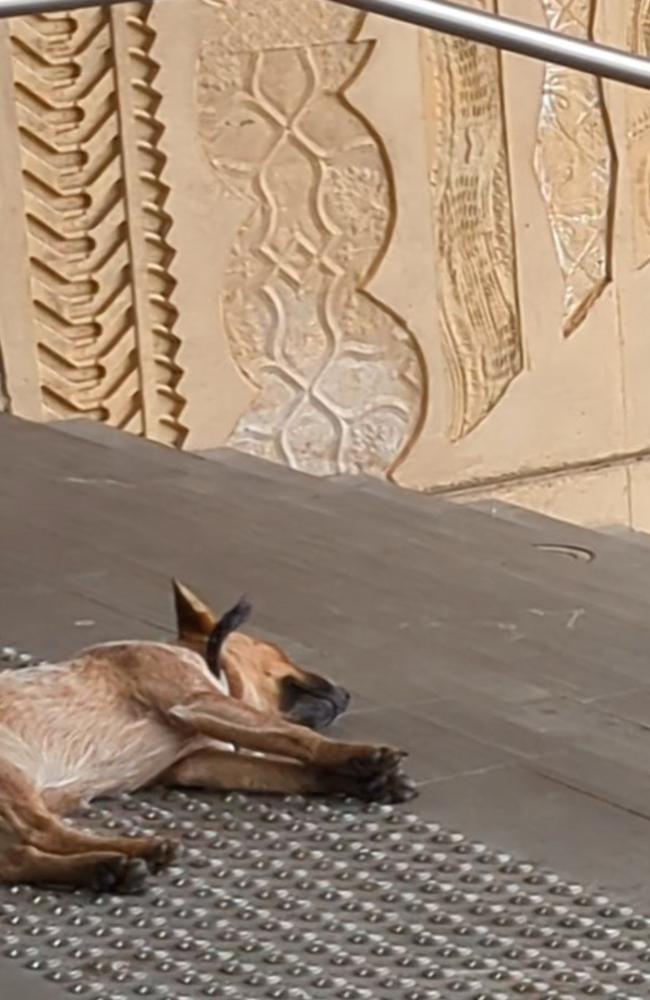 Mr Barnes's dog waiting outside the Ipswich Courthouse for him. Picture: Nicola McNamara