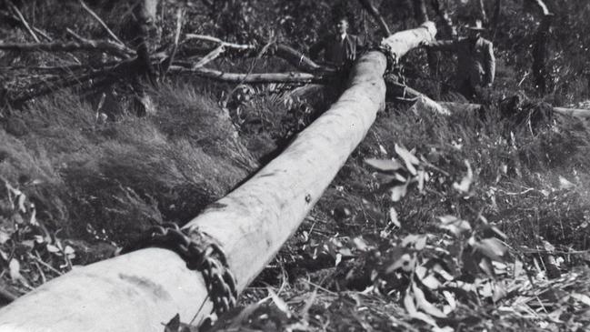 Soldier settlers clear logs from the land in the 1950s. Picture: supplied.