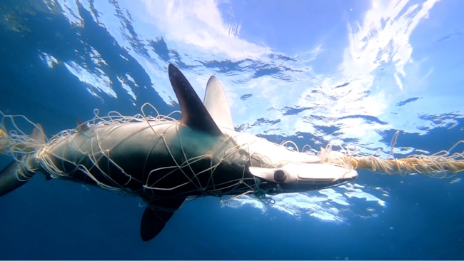 Snippet from Holly Richmond's documentary, The Shark Net Film.