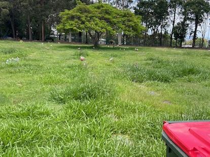 Long Grass in a Brisbane cemetery - Photo supplied Matt Somers