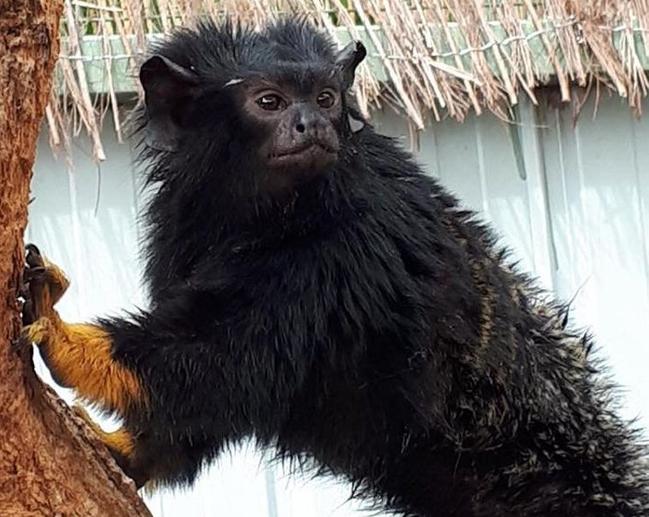 The Darling Downs Zoo has welcomed red-handed tamarins. Picture: Contributed