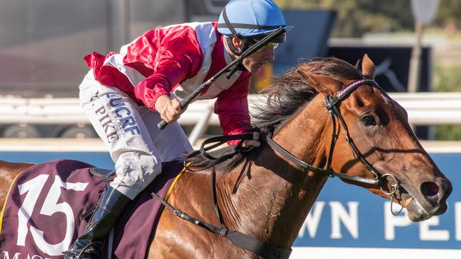 Arcadia Queen is locked in for a slot in the The Everest. Picture: AAP