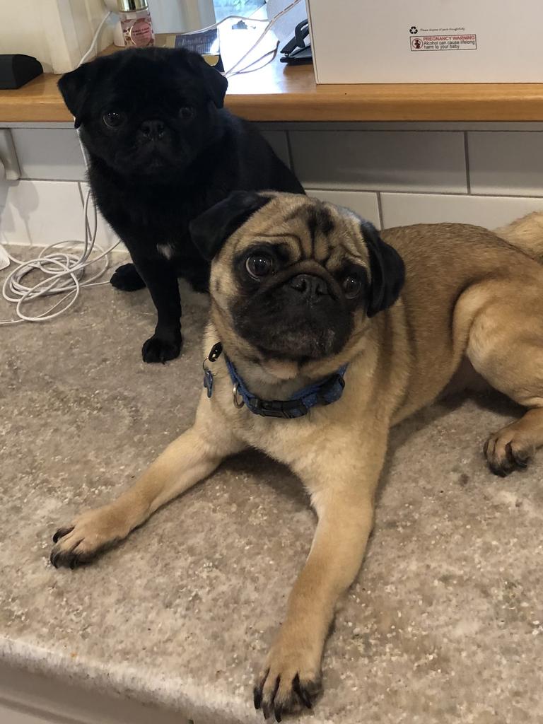 Alfred and Penelope Sharp – Penelope (Black) is a pug with the calmest loving nature who craves cuddles and pats whenever she meets someone. Alfred (tan) is playful and energetic who loves attention and his favourite pastime is running through the grass.