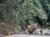 Boulders seen tumbling off cliff on windy Coast back road
