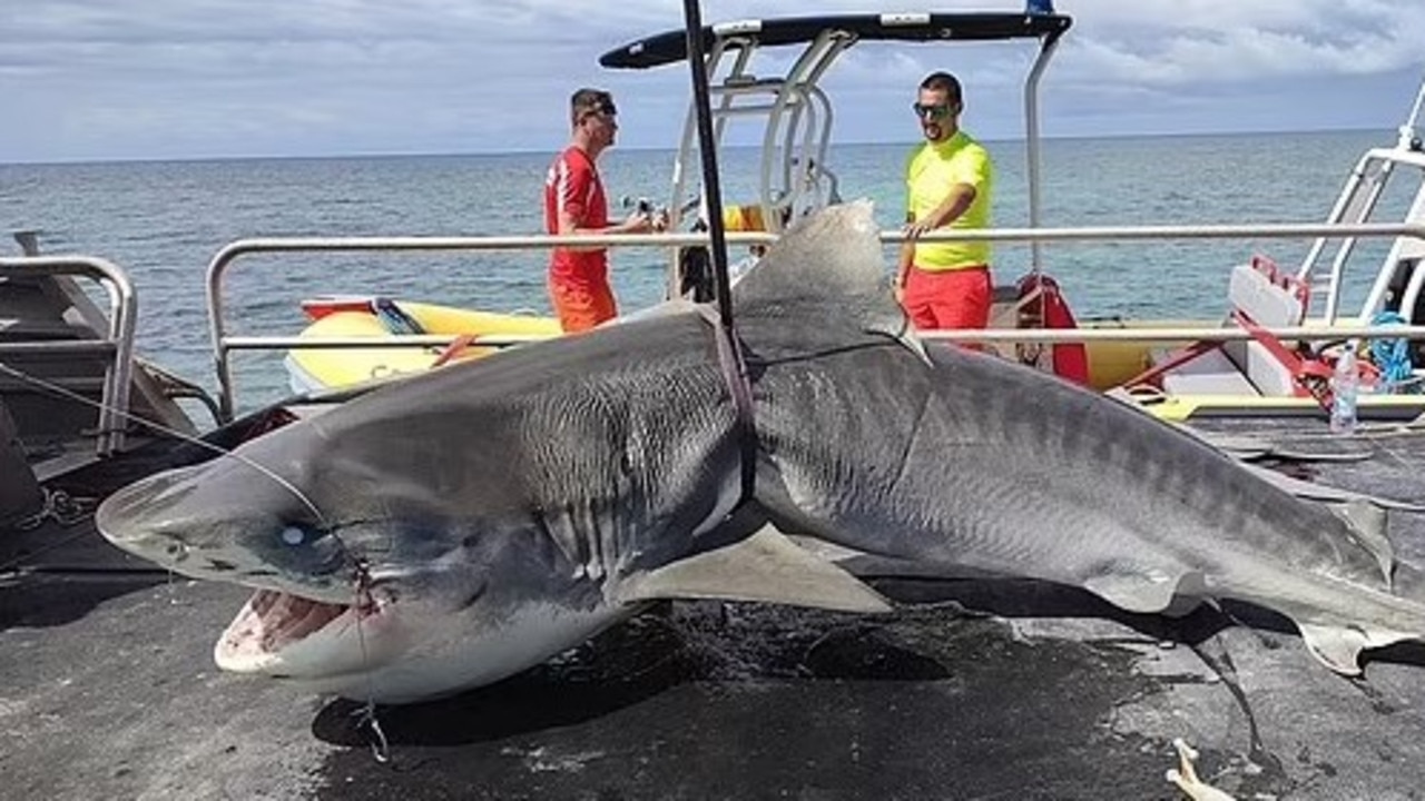 Sydney dad named as shark attack victim | The Australian