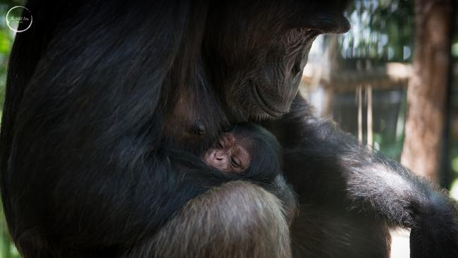 Leakey snuggles her baby at the zoo. Picture: Yvette Fenning