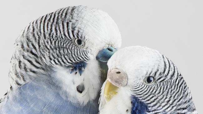 Budgerigars. Picture: Leila Jeffreys/Olsen Gallery/ www.leilajefferys.com.au