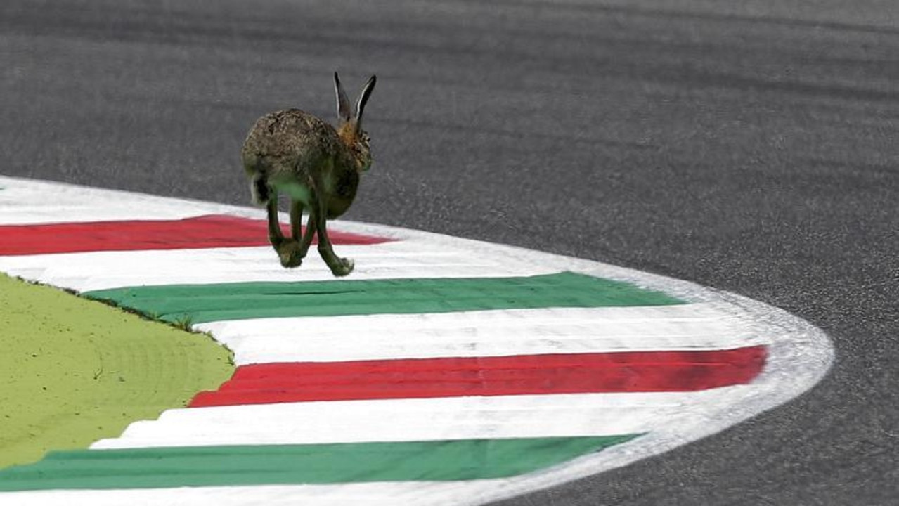 A wild rabbit runs on the track during the qualifying session for the Italian Grand Prix at the Mugello circuit in Italy, May 2015. Picture: Reuters