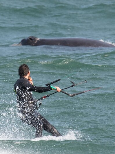 A man has been charged after allegedly kitesurfing too close to whales at Christies Beach.