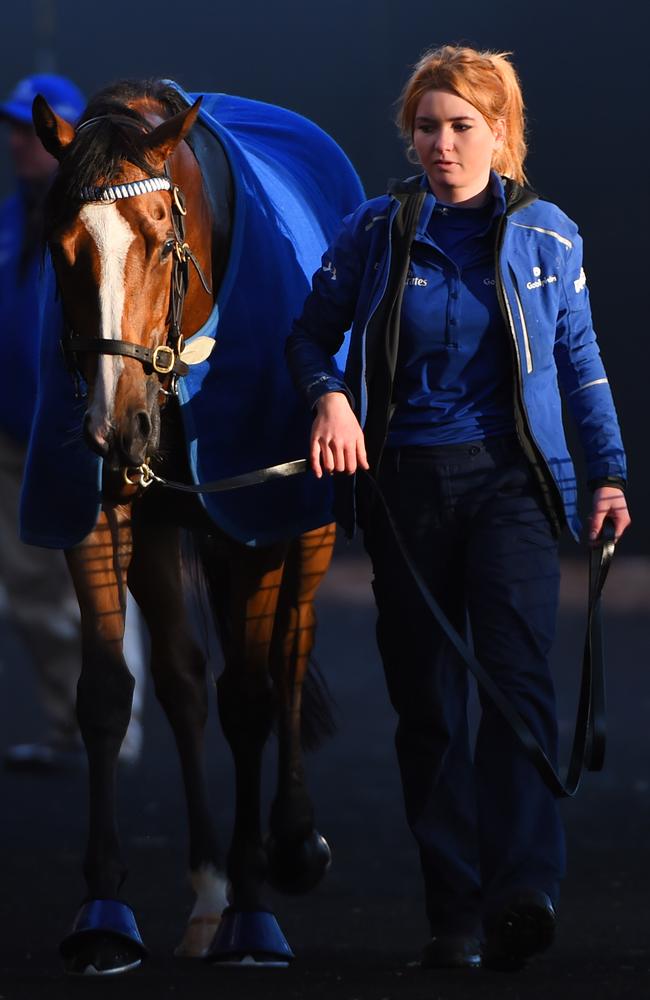 Strapper Tyla Barten walks the Godolphin star. Picture: Getty Images