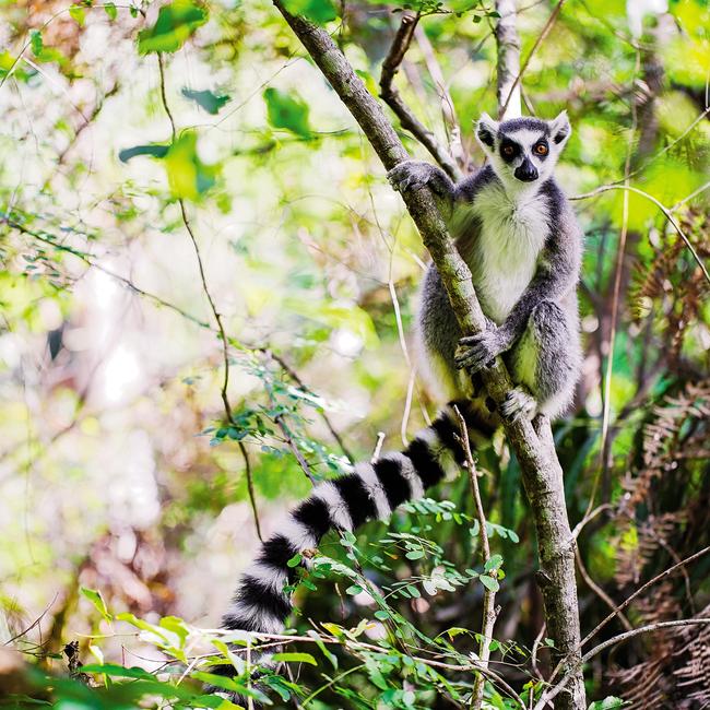 A lemur in Madagascar