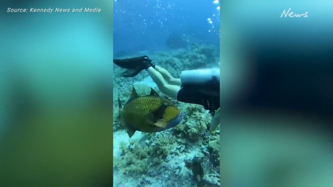 Triggerfish with 'human teeth' attacks diver in Red Sea, Sharm el-Sheikh,  Egypt