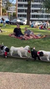 Queensland man parades his pooches around on a skateboard