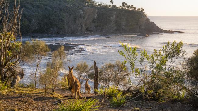 North Head, Murramarang National Park. Picture: DPE NSW via NCA NewsWire