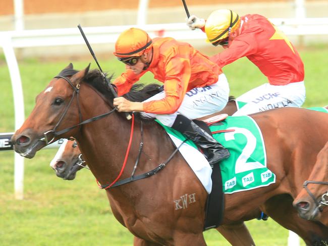 Dreamforce ridden by Tye Angland, wins race 5 during Warwick Farm midweek races. pic Mark Evans