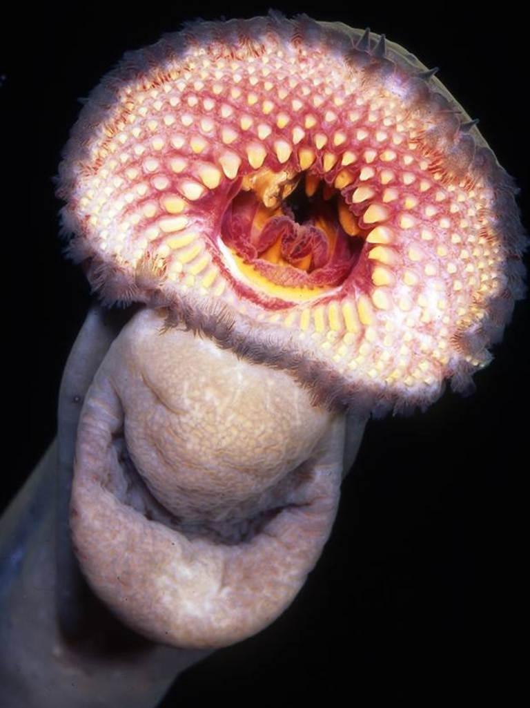 A lamprey fish close up. Picture: Department for Environment and Water South Australia