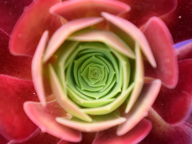 My Day on Instagram. Plants are great for colour, patterns and shapes. I used a small depth of field and got in close. Picture: Josie Hayden