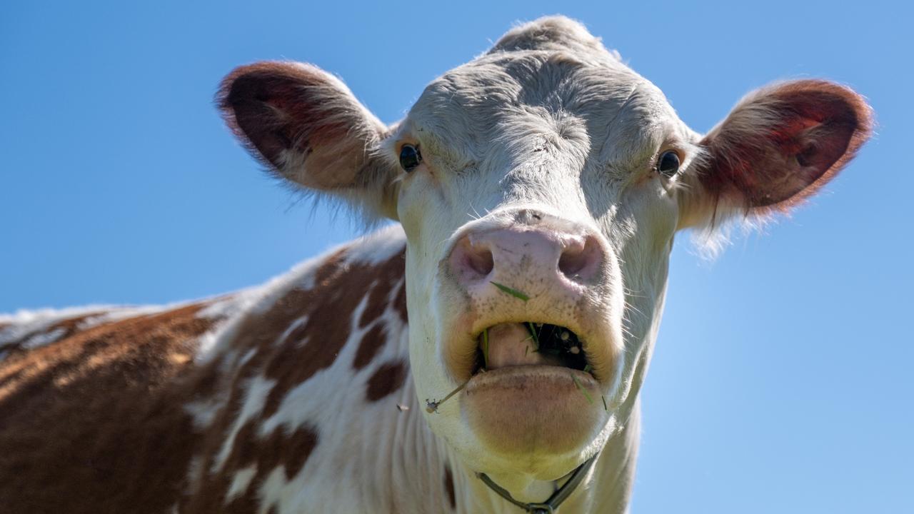 Major Crash investigators will examine the circumstances surrounding the crash, including how the cows came to be on the highway.