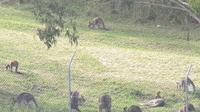 The kangaroos have to be removed to make way for a housing redevelopment on the former Lilydale quarry site.