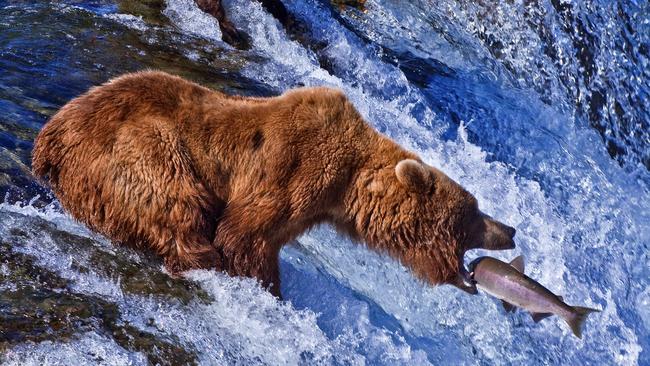 It’s not only hungry grizzly bears that salmon have to worry about, with a group representing farmers calling on the Trump administration to sidestep endangered species laws, citing the costs of saving Pacific Northwest salmon