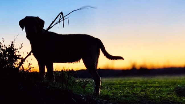 Ballina council has made a decision on the dangerous dog status of a beloved family pet.