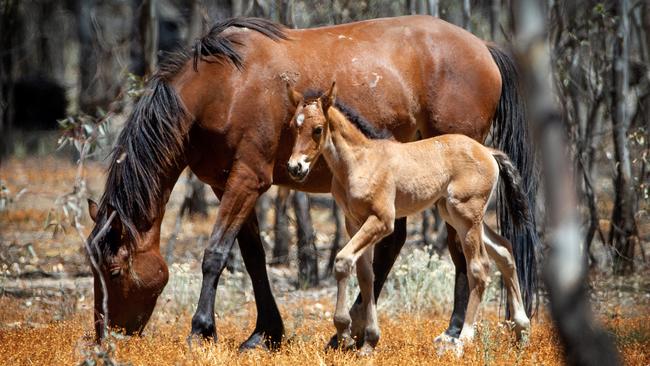 A brumby and her foal. Picture: Mark Stewart