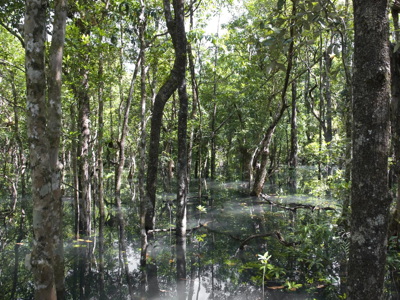 Amazon borneo congo and daintree. Дождевые леса Австралии.