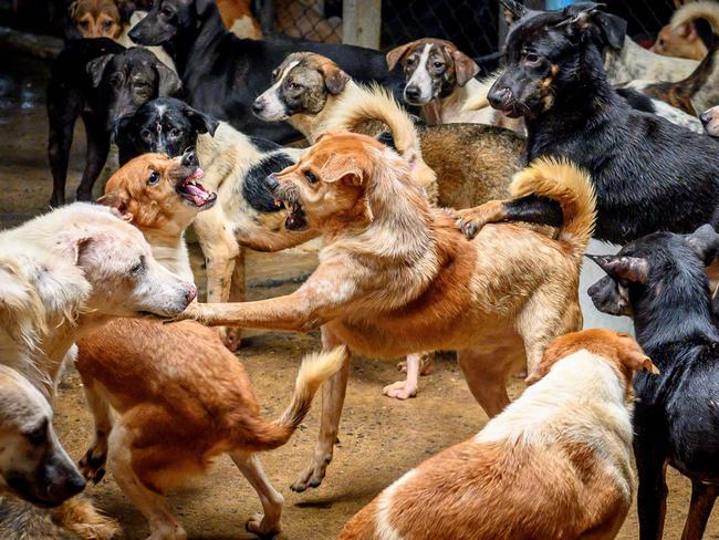 Dogs fight in a crowded enclosure at Auntie Ju's shelter for stray dogs on the outskirts of Bangkok, where some 1500 canines rescued from the streets around the Thai capital are being housed. Picture: AFP